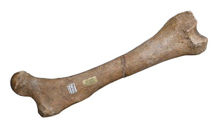 Mammouth laineux - Os fossile - Os fossilisé - 47 cm - 13 cm  (Sans Prix de Réserve)