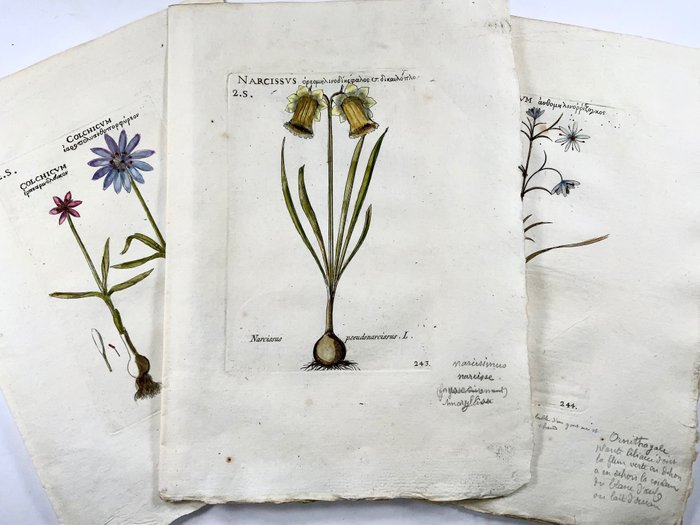 Pierre Richer de Belleval (1564-1632) - Lot of 3 engravings. Botany: Narcissus, Naked Ladies, Ornithogalum - 1796