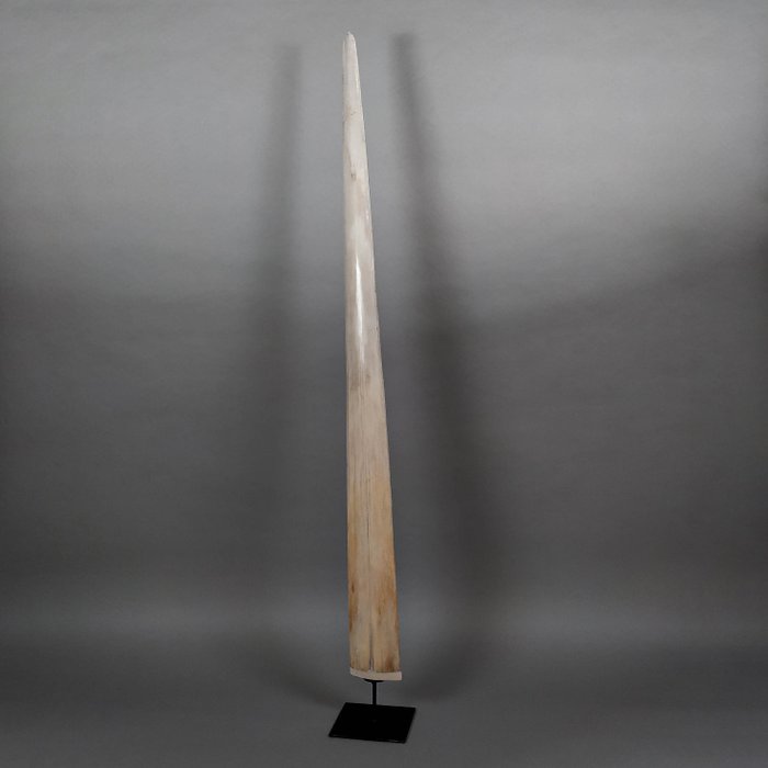 剑鱼讲台 支架上的吻突 - Xiphias gladius - 86 cm - 8 cm - 1.5 cm