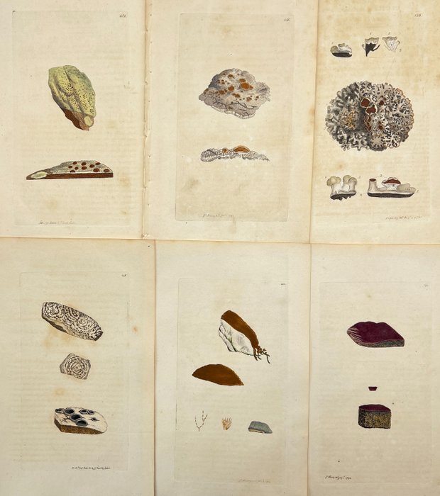 James Sowerby - Set of 10 Botanical Prints - Potentilla anserina - Poa aquatica - 1757-1822