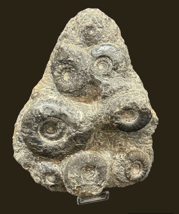 Amonite - Animal fossilizado - Ammonite en Matriz - 22 cm - 17 cm  (Sem preço de reserva)