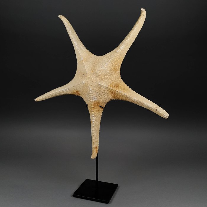 太平洋海星（大尺寸） 標本全身支架 - Oreasteridae sp. - 40 cm - 38.5 cm - 6 cm - 非《瀕臨絕種野生動植物國際貿易公約》物種