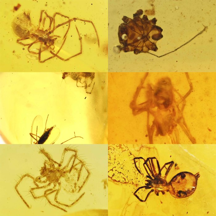 Parti på 6 stykker burmesisk rav, alle med indeslutninger af fossile edderkopper - Rav  (Ingen mindstepris)