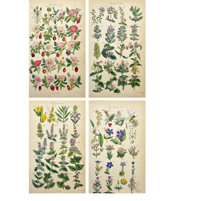 James  Sowerby - Set of 4 antique botanical illustrations - Burnet Rose, Cinnamon Rose, Irish Rose, Apple Rose - 1859