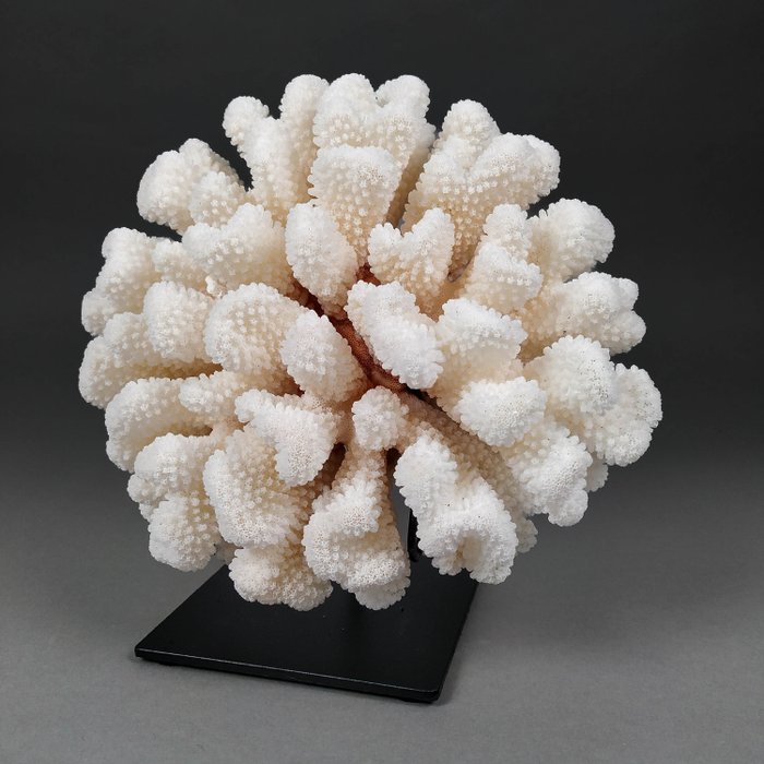 Esqueleto de Coral Cluster Branco Coral - Pocillopora meandrina (with Import Ref.)  (Sem preço de reserva)