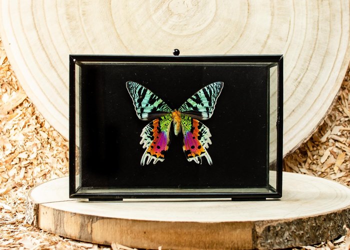 Schmetterling Taxidermie-Ganzkörpermontage - Urania ripheus - 12 cm - 18 cm - 6 cm