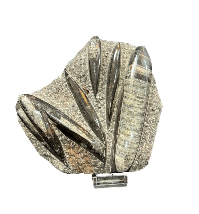 Nautiloid - Animale fosilizate - Orthoceras sp. - 21 cm - 20 cm  (Fără preț de rezervă)