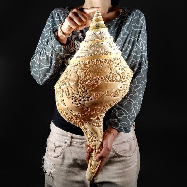 巨型假喇叭 貝殼 - Syrinx aruanus