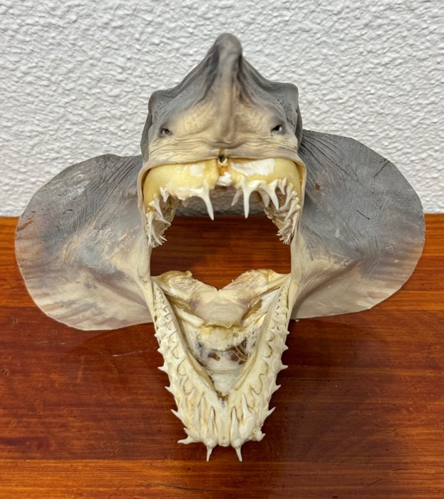 復古灰鯖鯊 標本頭支架 - Isurus oxyrinchus - 22 cm - 20 cm - 12 cm - CITES 附件2 - 歐盟內附件B