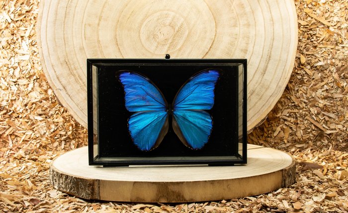 Morpho Blue monipuolisessa lasikotelossa Täytetyn eläimen koko kehon jalusta - Morpho didius - 12 cm - 18 cm - 6 cm - Ei-CITES-kohde