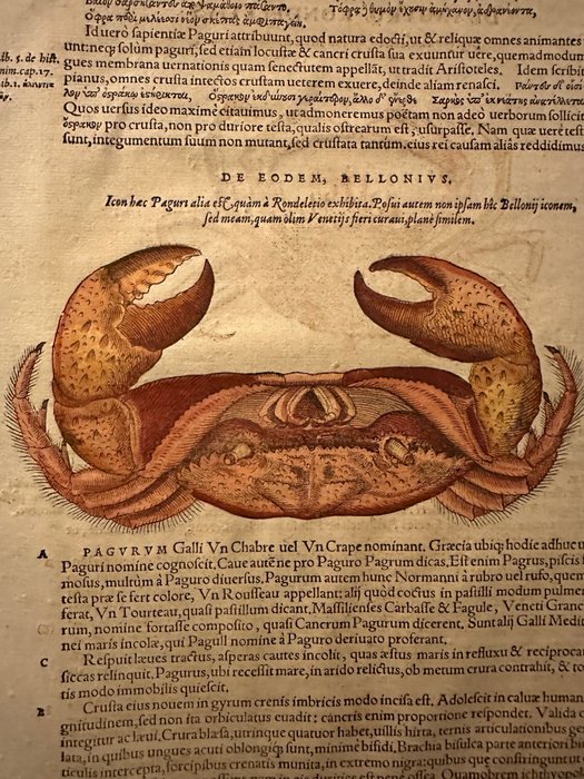 Conrad Gesner - Folio from Fischbuch by Conrad Gesner with hand coloured woodcuts (crabs, aquatic marine life) - 1557