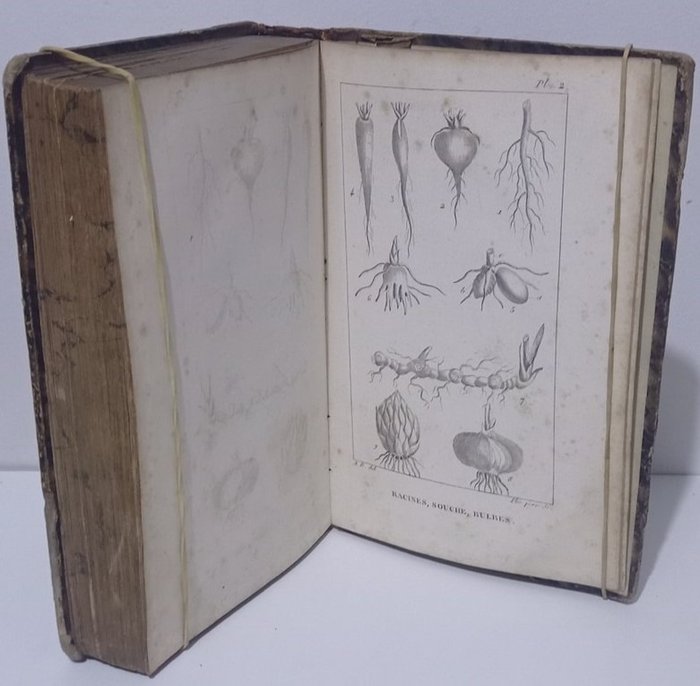 Achille Richard - Nouveaux Eléments de Botanique, avec huit planches en taille-douce - 1828