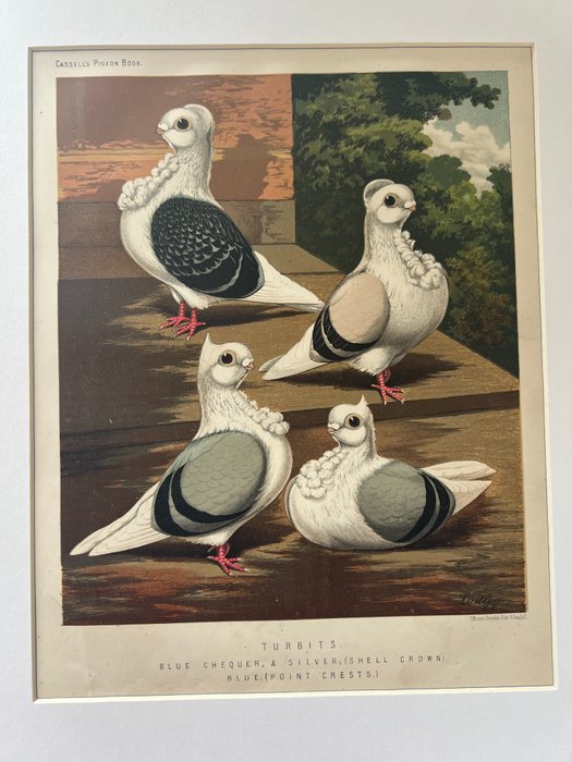 Vincent Brooke Day - Set of 2 beautiful prints - Turbits and Dragoons blue from Cassels Pigeon Book - 1874-1876