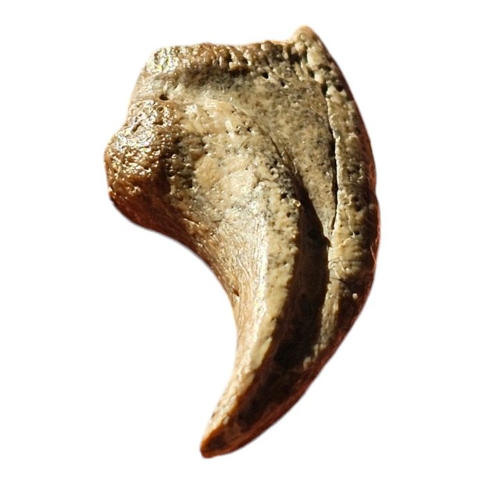 Dinosaurio terópodo, garra de terópodo Garra - Theropode claw, theropod hand claw - 0 cm - 0 cm - 0 cm -  (1)