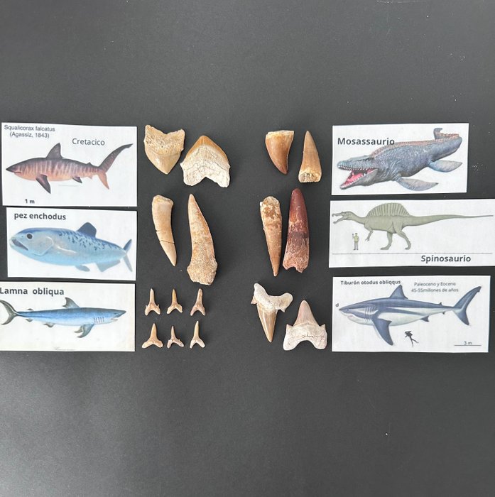 Kolekcja różnorodnych zębów - Skamieniałe zęby - spinosaurio/mosassaurio/enchodus/otodus/lamma/scualicorax  (Bez ceny minimalnej
)