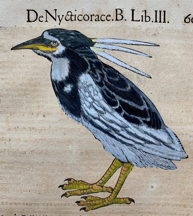 Conrad Gesner - De Nycticorace. B. Lib. III - 1555