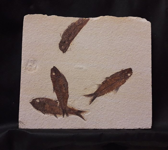 Fossile Sterblichkeitsplatte - mortary plate of Knightia Eocaena - 21 cm - 19 cm
