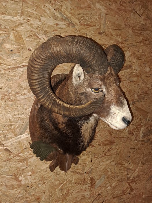 歐洲盤羊 標本頭支架 - Ovis aries musimon - 65 cm - 45 cm - 48 cm - non-CITES species - 1