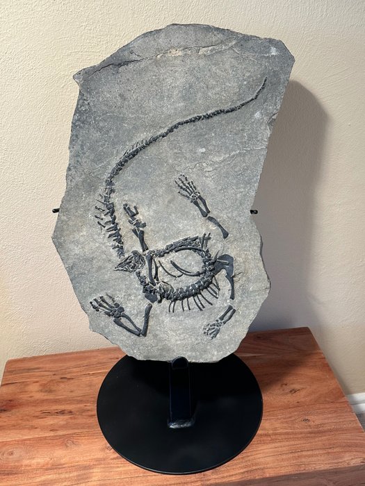 Reptilă marină - Matrice fosilă - Claudiosaurus germaini - 50 cm - 31 cm
