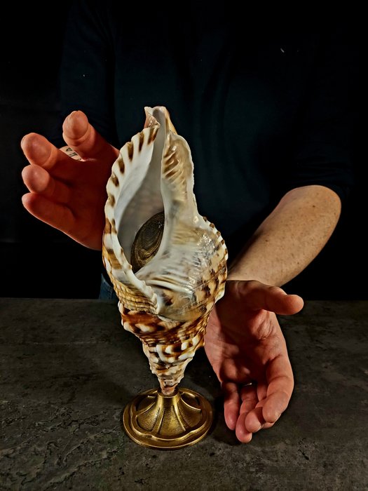 grande concha colecionável com opérculo Corpo inteiro embalsamado - Charonia tritonia - 29 cm - 14 cm - 11 cm - esemplare NON in cites - 1