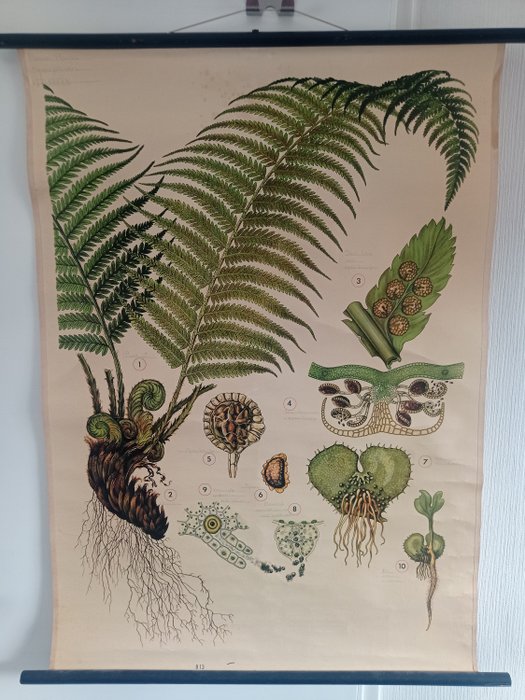 Haslinger Botanische Tafeln. - 教學用圖 - 學校海報《蕨類植物》。 - 亞麻