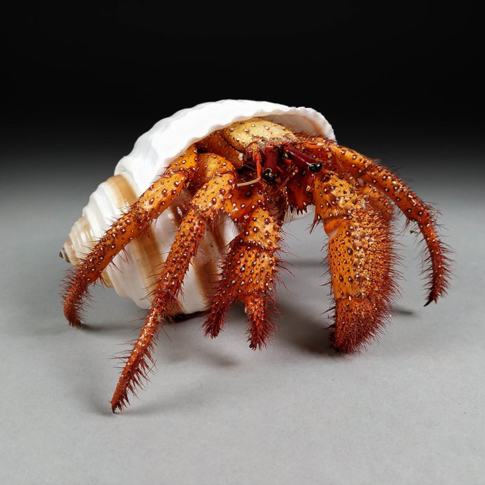 白斑寄居蟹 带颅骨的完整骨架 - Dardanus megistos - 10 cm - 9 cm - 14 cm- 非《濒危物种公约》物种