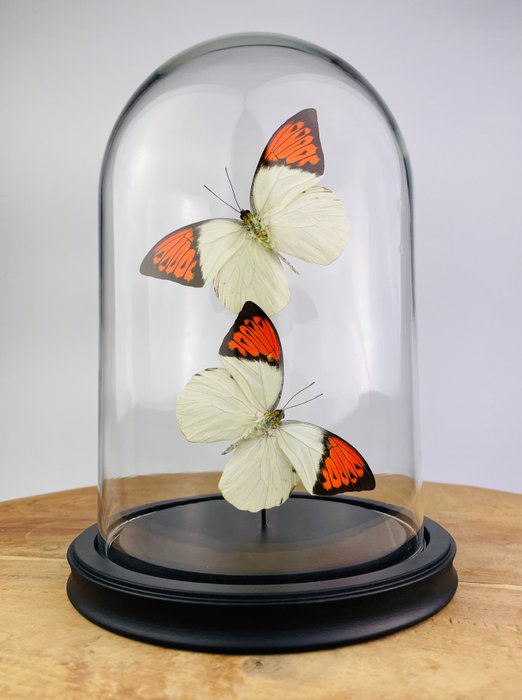 Schmetterling Taxidermie-Ganzkörpermontage - Hebomoia glaucippe celebensis - 25 cm - 17 cm - 17 cm - Nicht-CITES-Arten - 1