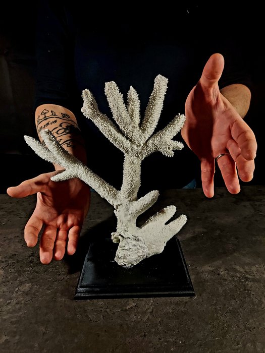 coral em pedestal Corpo inteiro embalsamado - Acropora cervicornis - 30 cm - 30 cm - 13 cm - 1