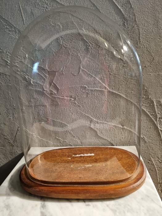 Globe - 1951-1960 - Large oval glass bell jar in good condition, 26.5 cm wide, 16.5 cm deep and 40 cm high.