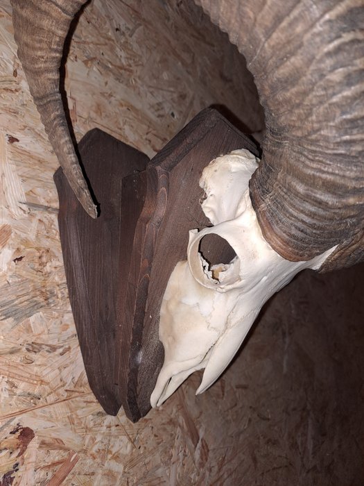 muflon Taksidermi vægmontering - Ovis aries musimon - 37 cm - 40 cm - 29 cm - Ikke-CITES arter - 1