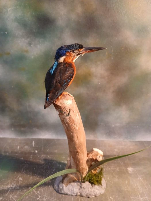 藍耳翠鳥 標本全身支架 - Alcedo meninting - 25 cm - 13 cm - 15 cm - 非《瀕臨絕種野生動植物國際貿易公約》物種