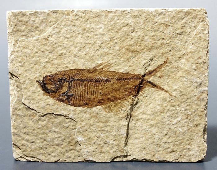 綠河地層的 Knightia 魚化石 - Fossil matrix  (沒有保留價)
