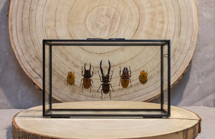Gândacul de metal Taxidermie montură corp întreg - Cyclommatus metallifer finea - 12 cm - 20 cm - 6 cm