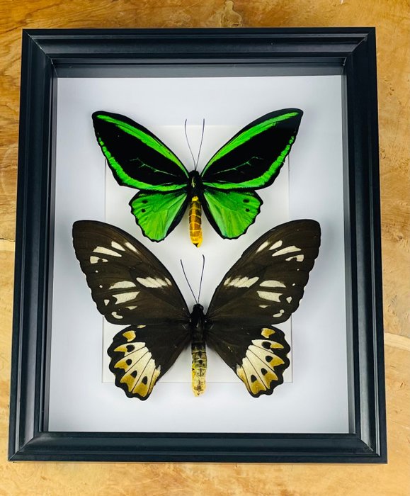 Schmetterling Taxidermie-Ganzkörpermontage - Ornithoptera priamus poseidon - 27.5 cm - 22.5 cm - 4.5 cm - CITES Anhang II - Anlage B in der EU - 1