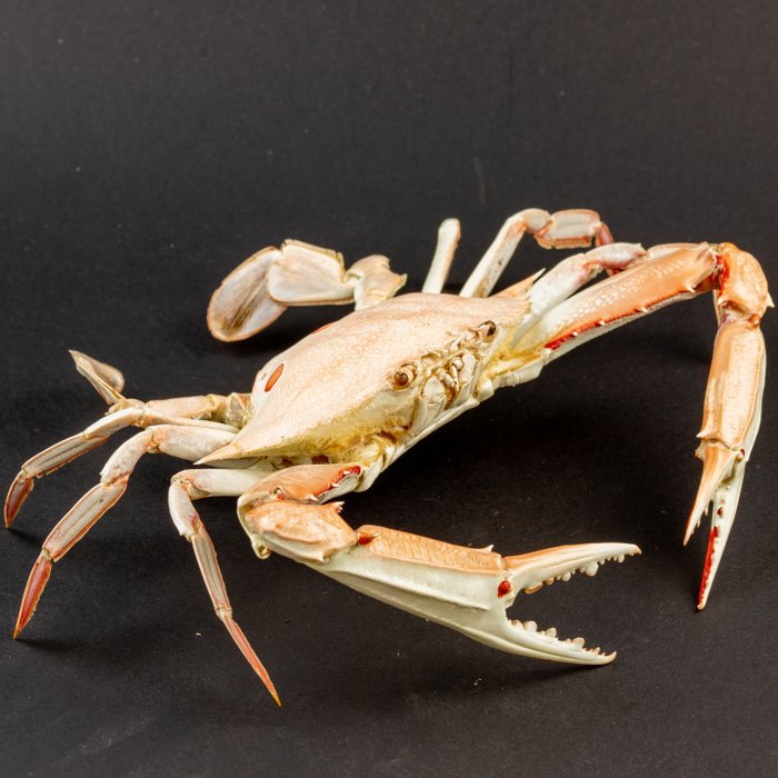 Marine crabs Taxidermy full body mount - Portunus Sanguinolentus - 290 mm - 230 mm - 60 mm