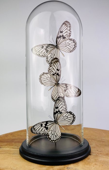 蝴蝶 动物标本剥制全身支架 - Idea durvillei - 36 cm - 17 cm - 17 cm - 非《濒危物种公约》物种 - 1