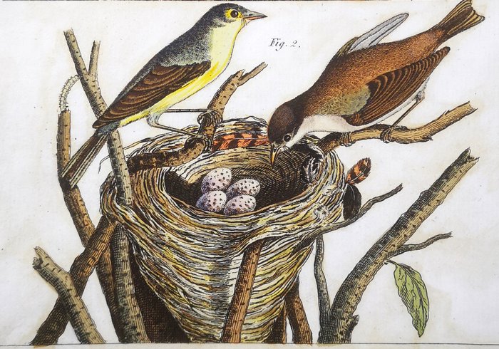 Schmuzer, Jacob Xaver - Antique Engraving  Original Antique Watercolouring on Exotic Birds (set of 4) - 1790