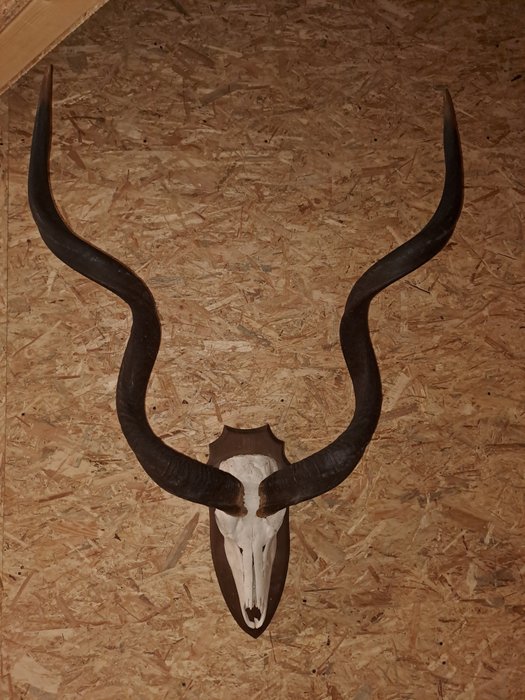 Suurempi Kudu Täytetyn eläimen seinäkiinnike - Tragelaphus strepsiceros - 125 cm - 89 cm - 47 cm - non-CITES species - 1