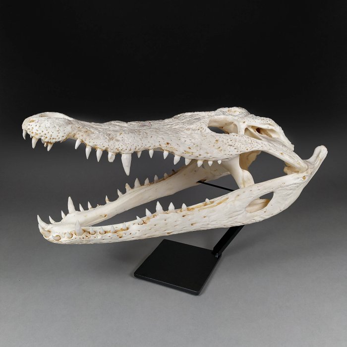 Siamesisches Krokodil Schädel - Crocodylus siamensis (with farm tag) - 17.5 cm - 16 cm - 38 cm- CITES Anhang I - Quelle D