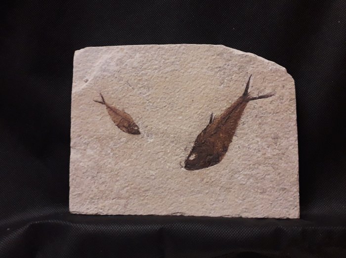 Placa de mortalidad fósil - Diplomystus Dentatus - 18 cm - 14 cm