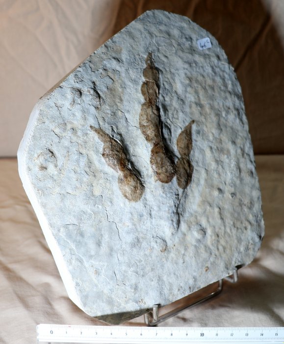 Dinozaurul RAPTOR - Amprentă picior fosilizată - Foot print  (Fără preț de rezervă)