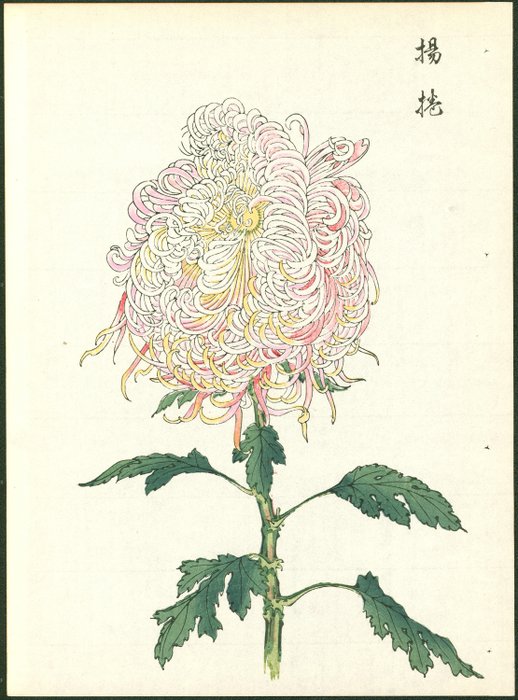 From the series "Keika hyakugiku" 契華百菊 (One Hundred Chrysanthemums by Keika) - 1966 - Keika Hasegawa (active 1893 - 1905) - Japán