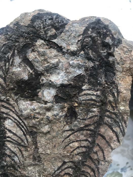 Fossilt skelett - barasaurus sp. - 2 cm - 10 cm