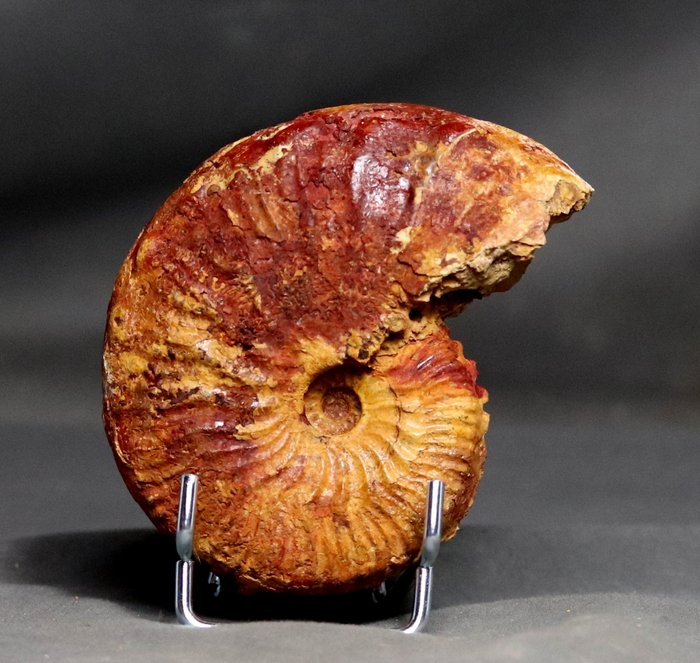 Finom részletek Jurassic Ammonite - Ritka fajok - Fosszilizálódott állat - Taramelliceras besairiei - 10.7 cm