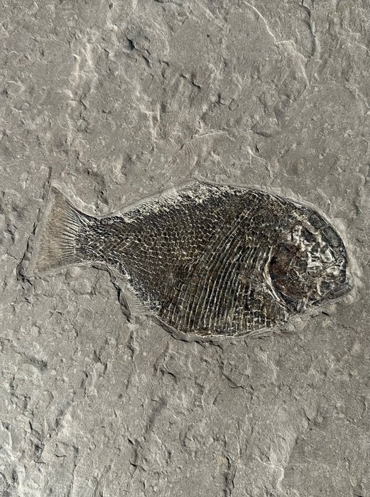 Peștele Meltscale - Matrice fosilă - Dapedium sp. - 49 cm - 35 cm