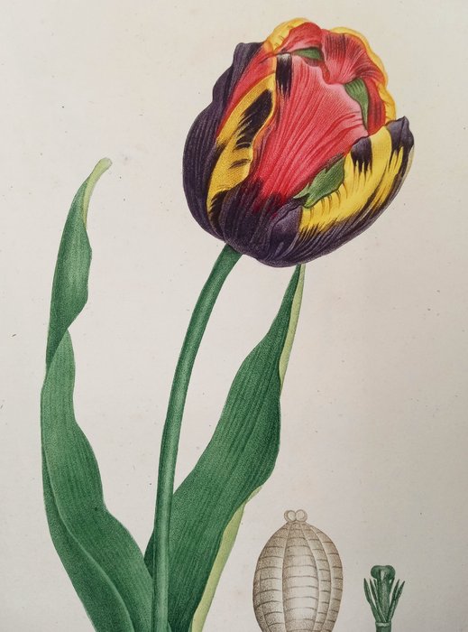 Jean-Henri Jaume Saint-Hilaire - Plantes de la France décrites et peintes d'après nature - 1823