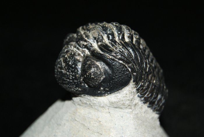 Trylobit - Skamieniałe zwierzę - Morocops ovatus