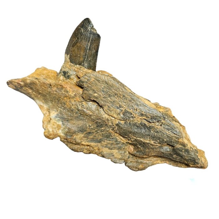 撒哈拉鯊齒龍，恐龍下顎部分 - 頭骨化石 - Carcharodontosaurus Saharicus - 10 cm - 18 cm