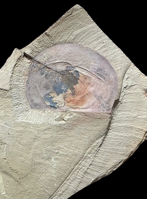 Fósseis paleontológicos cambrianos esgotados - Animal fossilizado - Eldonia - 16 cm