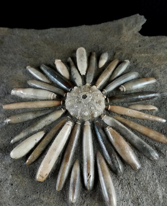 Hochwertiger fossiler Seeigel!!! - Muschel mit Radiolen - Tierfossil - Asterocidaris bistriata (PERON & GAUTHIER, 1903) - 20 cm - 18 cm